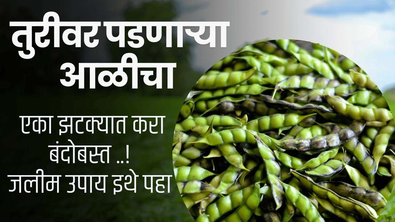 turichya shenga var kid in marathi